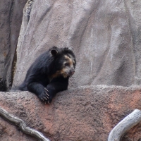 Spectacled Bear