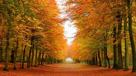 â™¥ - nature, autumn, forest, trees