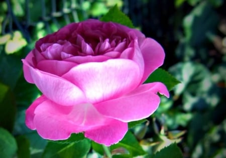 Lovely Rose - flowers, nature, rose, petals, closeup