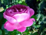 Lovely Rose