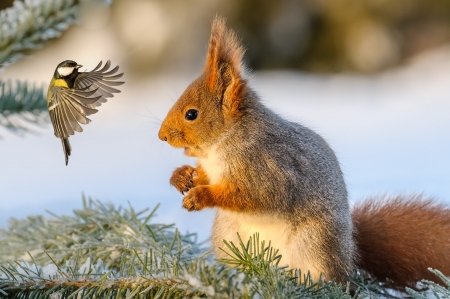 Hello, friend! - bird, animal, winter, wings, squirrel, veverita