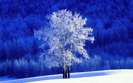 Winter - white, winter, tree, nature, blue, snow