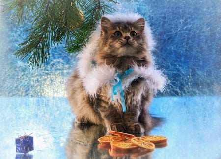 Winter cat - craciun, cat, winter, pisica, christmas, daykiney, blue, animal, cute