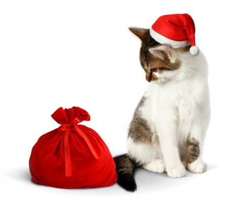 Santa Cat - animla, funny, animal, cat, white, pisica, hat, bag, santa