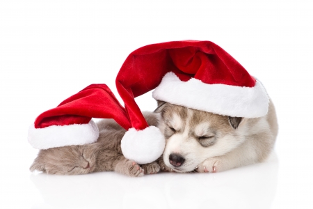 Waiting for Santa - hat, dog, cat, christmas, santa, pisica, white, animal, craciun, kitten, funny, red, cute, caine, puppy, couple