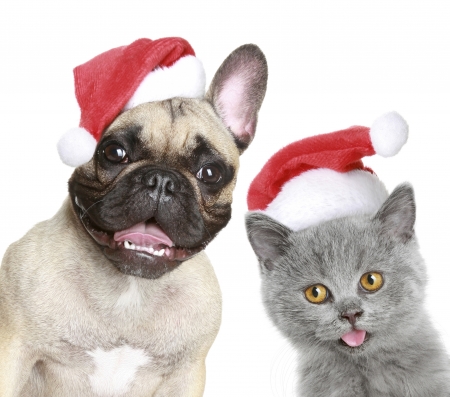 Hello, Santa! - red, funny, caine, cat, craciun, christmas, pisica, hat, santa, dog