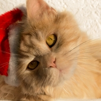 Christmas cat