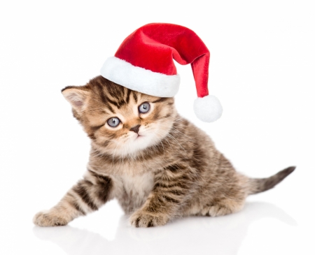 Christmas kitten - red, funny, animal, cat, craciun, christmas, white, card, kitten