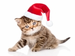 Christmas kitten