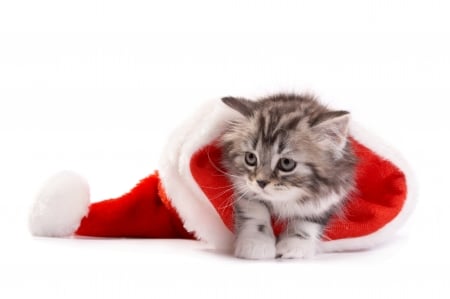 Christmas kitten