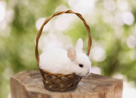 Bunny - animal, cute, daykiney, easter, white, rabbit, bokeh, basket, bunny, green