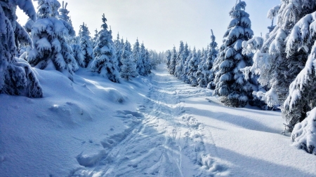 Christmas trees - trees, winter, forest, nature