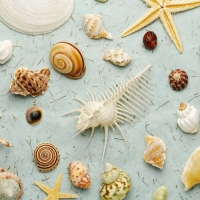 shells