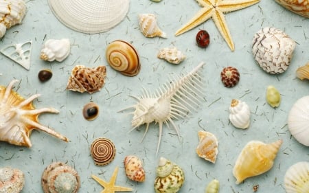 shells - fun, shells, nature, cool, animals