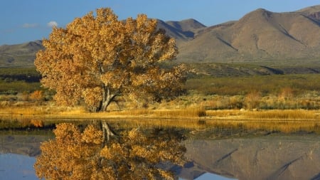 tree reflection - fun, nature, lake, cool, mountain