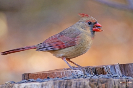 Momma Cardinal - nature, people, entertainment, bollywood