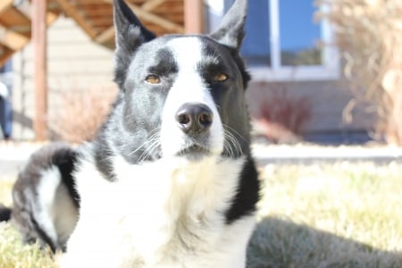 Karelian Bear Dog - dogs, bear dog, canine, animals