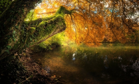 ♥ - trees, nature, photography, autumn