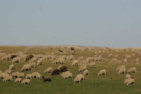 Sheepherding; Swan Valley, Idaho October 2016