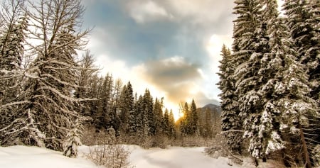 Winter Forest - Forest, Winter, Snow, Nature