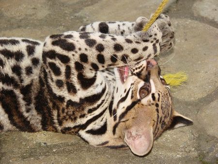 Playing Ocelot - amimal, ocelot, cat