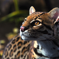 Ocelot Stare