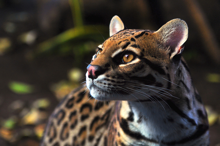 Ocelot Stare - stare, cat, animals, ocicat, ocelot, cute, big cat