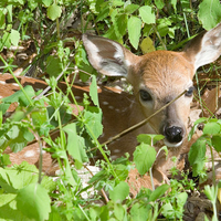 Young Deer