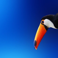 Toucan