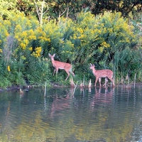 Mr & Mrs Deer