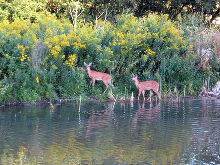 Mr & Mrs Deer - pond, animals, wild