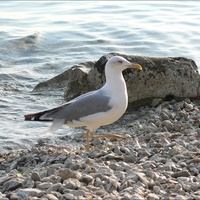 water bird