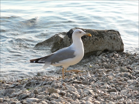 water bird - bird, water, beach, fly, druffix, sea, stones, animals