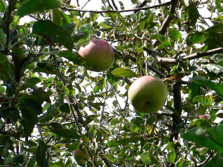 Apple tree - windows, druffix, vista, apples, windows vista, xp, nature, green, tree, desktop, apple