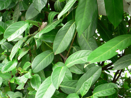 green plant - windows, druffix, vista, wallpaper, windows vista, xp, nature, green, plant, leaves