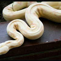 Albino Boa