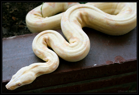 Albino Boa