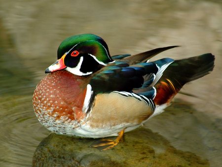 colourful Duck - bird, duck, water, fly, feathers, air born, bill