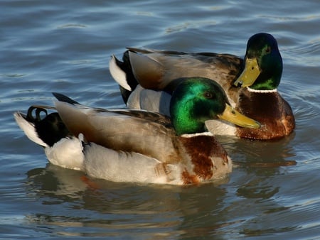 Mallards - duck, feathers, water, bill, air born, bird, fly