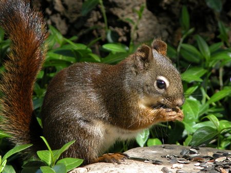 Squirrel - nut, trees, nuts, store, rodent, animal, red squirrel, natures, squirrel, wild