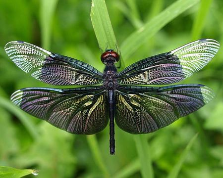 Dragonfly - closeup, dragonfly, bug, insect, wings, grass, fly