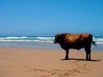 Cow on a Beach