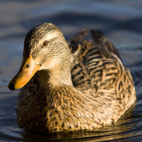 Female Mallard Duck