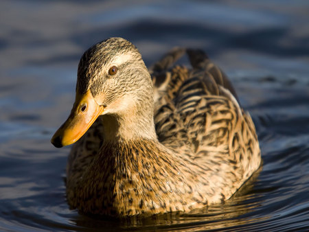 Female Mallard Duck - bird, duck, water, fly, brown, feathers, air born, bill