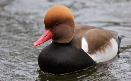 Red Crested Pochard - white, duck, feathers, water, bill, air born, bird, fly