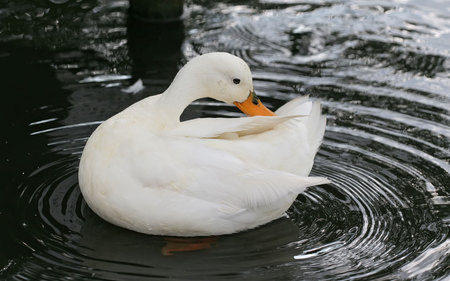 White Duck Preening - white, duck, feathers, water, bill, air born, bird, fly