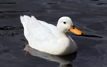 White Duck  - bird, duck, white, water, fly, feathers, air born, bill