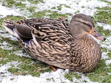 winter Duck - fly, brown, bird, duck, air born, feathers, bill, snow