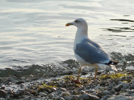 water bird 02 - druffix, animals, water, sunset, moewe, coast, bird, away, stones, fly