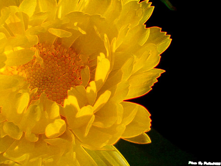 sun flower - nature, flowers